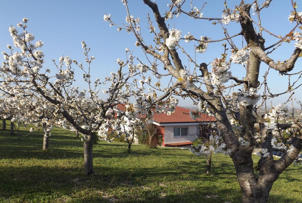 טורי B&B Villa Lena מראה חיצוני תמונה