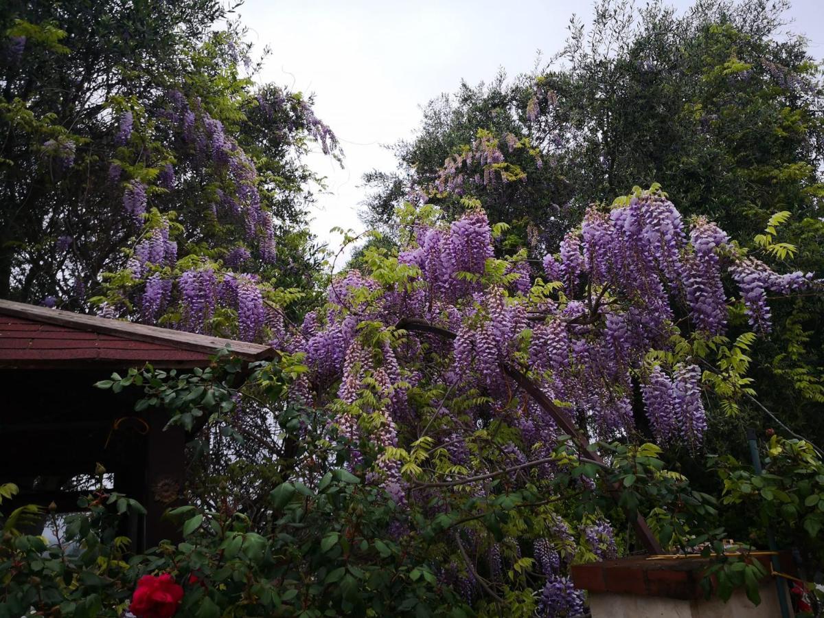 טורי B&B Villa Lena מראה חיצוני תמונה