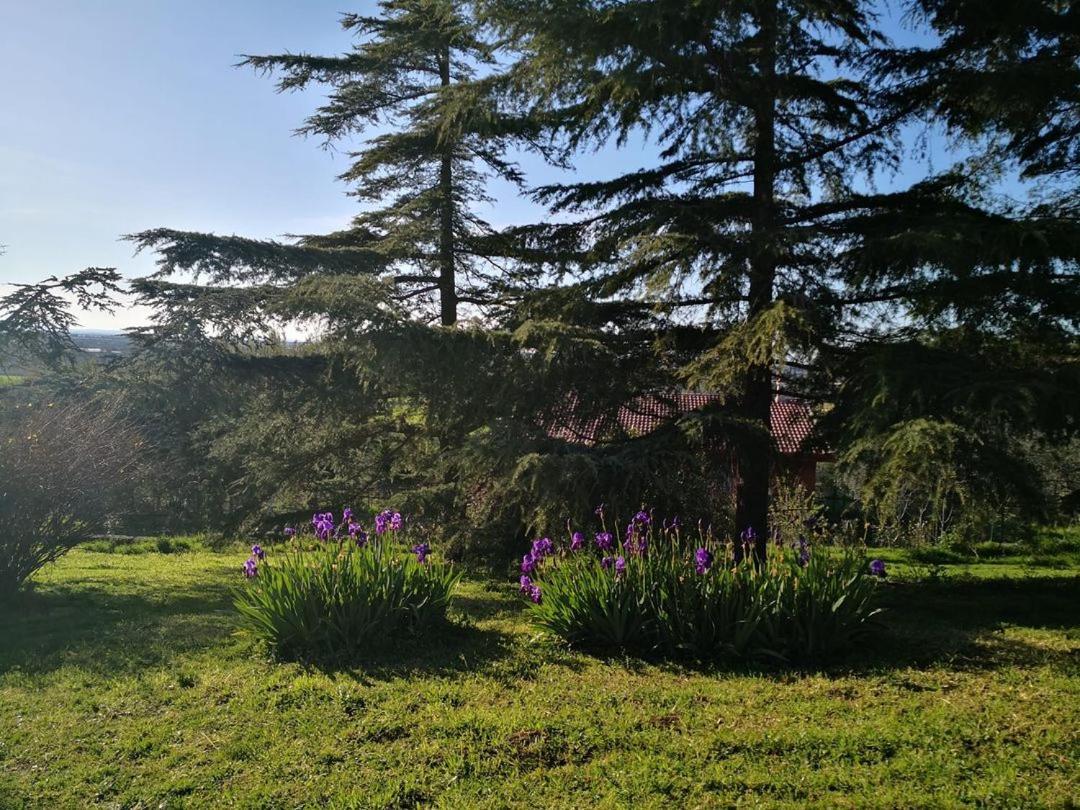 טורי B&B Villa Lena מראה חיצוני תמונה